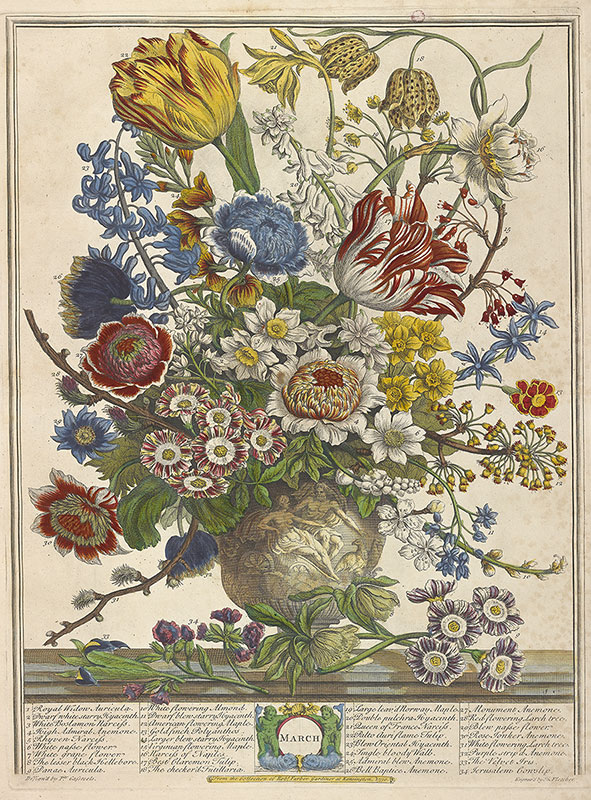 Twelve months of flowers  The Morgan Library & Museum