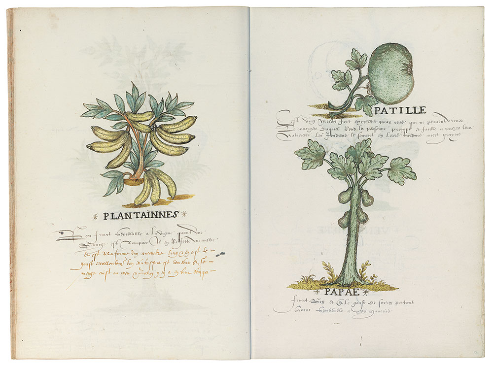 Folios 11v–12r, Histoire Naturelle des Indes