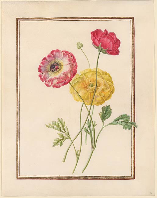 Madeleine Françoise Basseporte and her circle | Poppies (Papaver ...