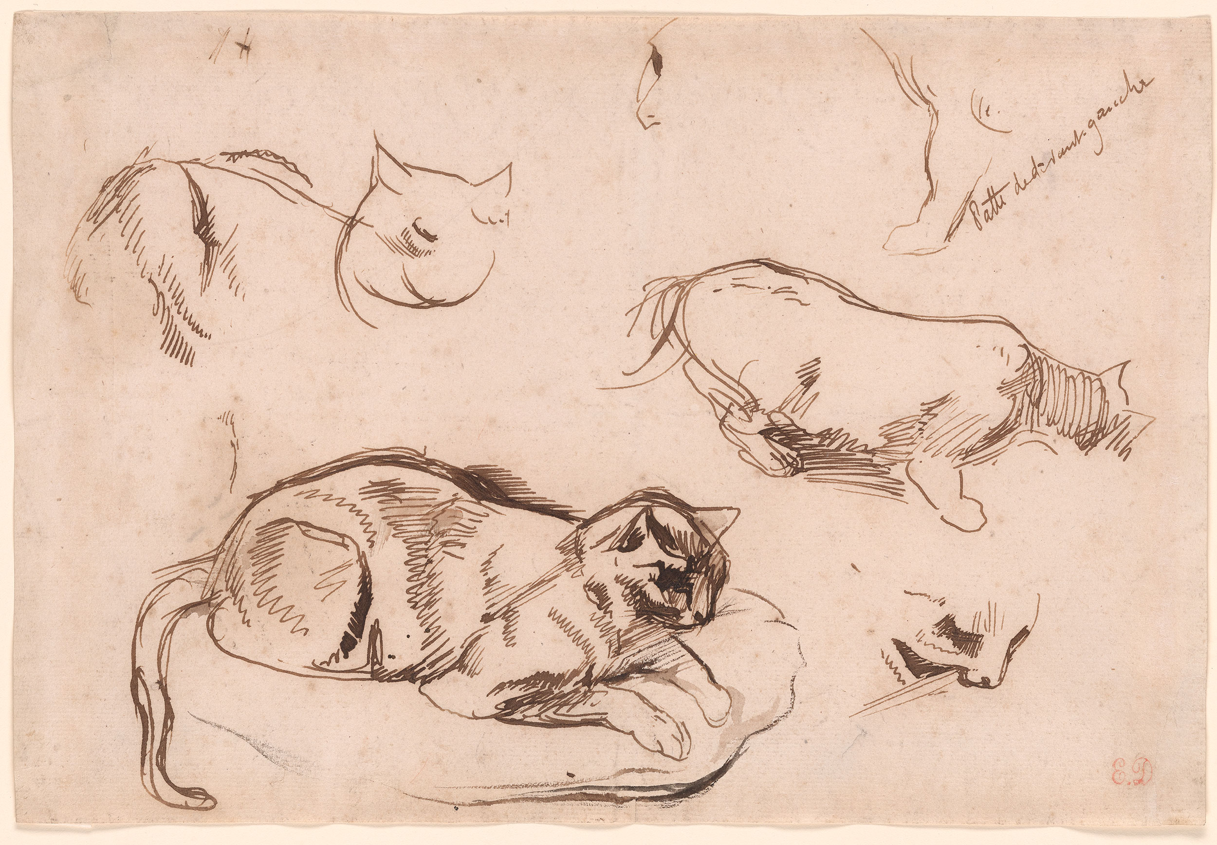 Eugène Delacroix Studies of a Cat Drawings Online The