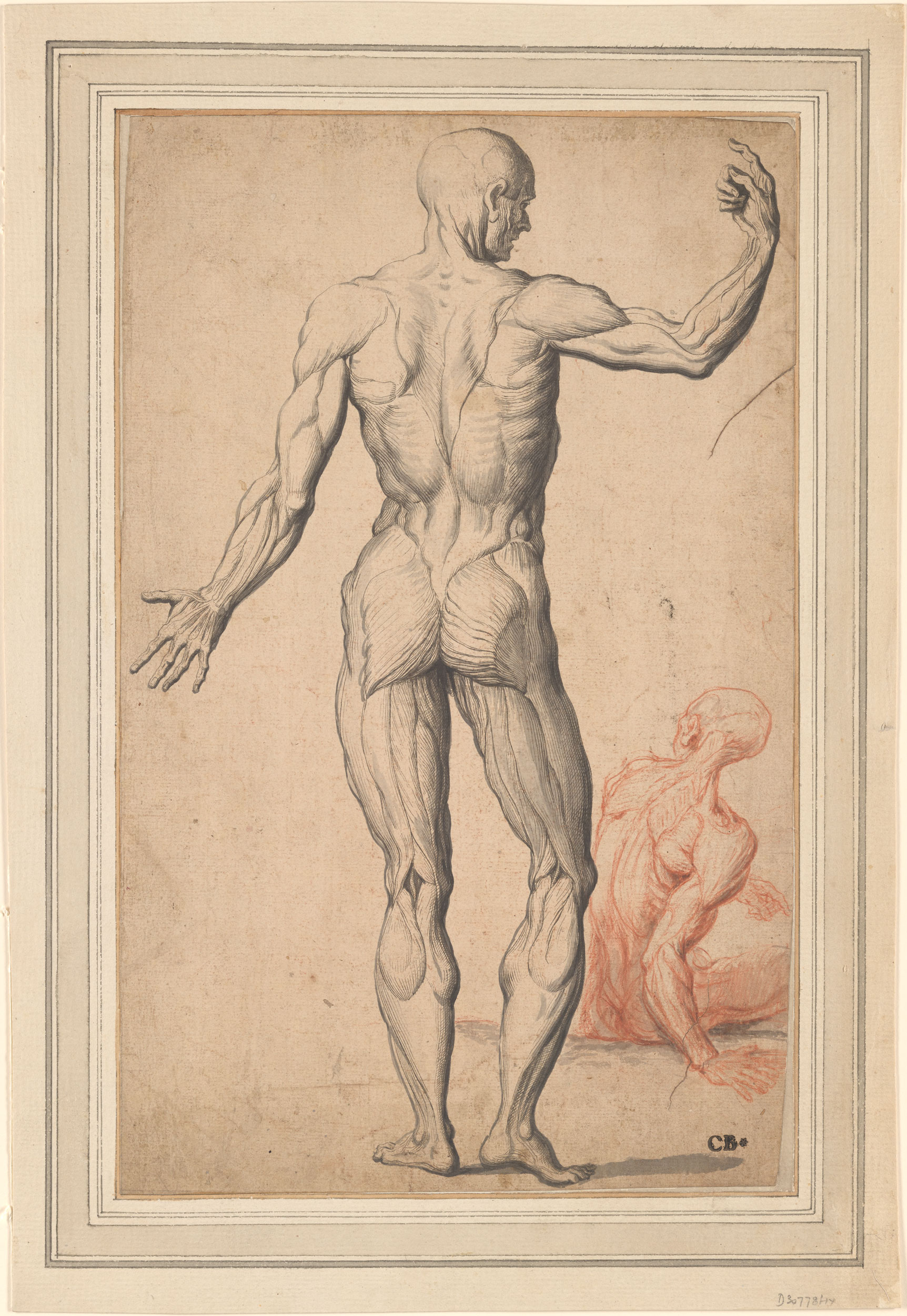 William Cowper, Two Anatomical Studies, Drawings Online